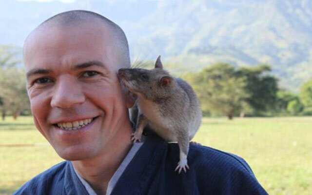 At the bottom of the Uluguru mountains in Tanzania, a team of African Giant Pouched Rats are being trained how to sniff out landmines. If your first thought is, like us, that blowing up rats can’t be right, then panic not. These creatures, fondly known as ‘HeroRATs’, are not being sent on a suicide mission. They just sniff out the explosives and then we humans do the detonation job. Who ever knew rats were that clever?